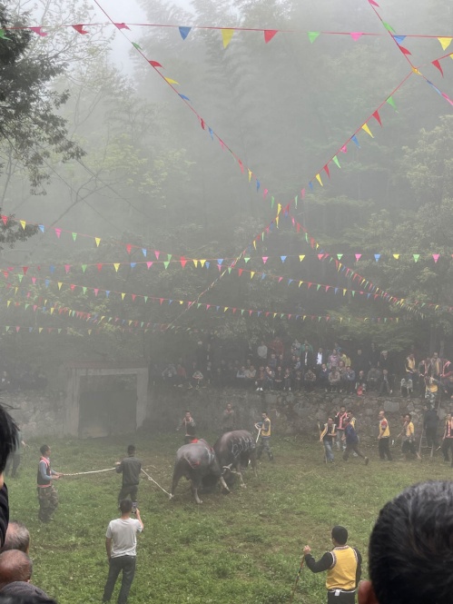 A bullfighting competition in action in Yandong Town (彥洞鄉), April 2023